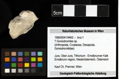 Foto (Objekt + Etiketten) von ? Goniodromites sp. 